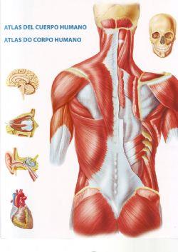 Atlas del cuerpo humano | 9788496449763 | Schleifer, Simone | Llibres Parcir | Librería Parcir | Librería online de Manresa | Comprar libros en catalán y castellano online