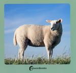 ANIMALES DE LA GRANJA 2 | 9788412683608 | NOWORDBOOKS | Llibres Parcir | Llibreria Parcir | Llibreria online de Manresa | Comprar llibres en català i castellà online