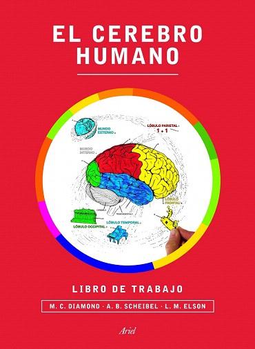 EL CEREBRO HUMANO. LIBRO DE TRABAJO | 9788434417212 | MARIAN C. DIAMOND/A. B. SCHEIBEL/LAWRENCE M. ELSON | Llibres Parcir | Librería Parcir | Librería online de Manresa | Comprar libros en catalán y castellano online