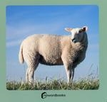 ANIMALES DE LA GRANJA 2 | 9788412683608 | NOWORDBOOKS | Llibres Parcir | Librería Parcir | Librería online de Manresa | Comprar libros en catalán y castellano online
