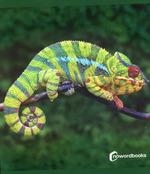 ANIMALES DE LA SELVA | 9788412683615 | NOWORDBOOKS | Llibres Parcir | Librería Parcir | Librería online de Manresa | Comprar libros en catalán y castellano online